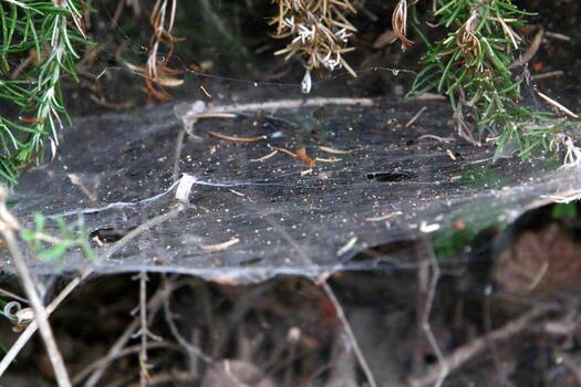 On the branches and leaves of trees spider webs of thin threads. photo