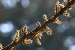 On the branches and leaves of trees spider webs of thin threads. photo