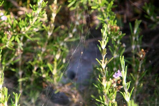 On the branches and leaves of trees spider webs of thin threads. photo