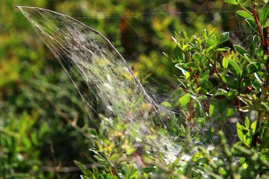 On the branches and leaves of trees spider webs of thin threads. photo
