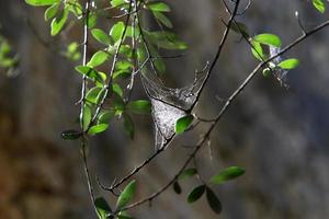 On the branches and leaves of trees spider webs of thin threads. photo