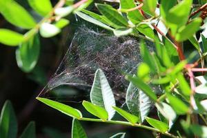 On the branches and leaves of trees spider webs of thin threads. photo