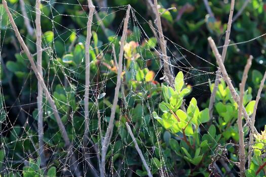 On the branches and leaves of trees spider webs of thin threads. photo