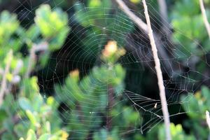 en las ramas y hojas de los árboles telas de araña de hilos delgados. foto