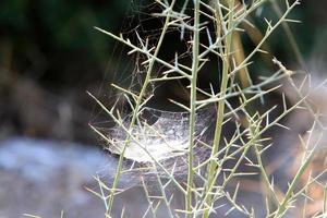 On the branches and leaves of trees spider webs of thin threads. photo