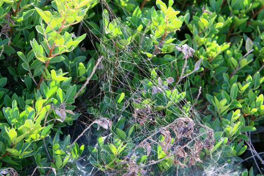 On the branches and leaves of trees spider webs of thin threads. photo
