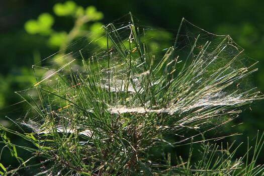 On the branches and leaves of trees spider webs of thin threads. photo