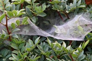 On the branches and leaves of trees spider webs of thin threads. photo