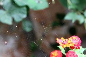 On the branches and leaves of trees spider webs of thin threads. photo