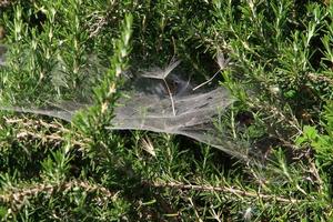 On the branches and leaves of trees spider webs of thin threads. photo