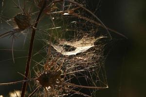 On the branches and leaves of trees spider webs of thin threads. photo