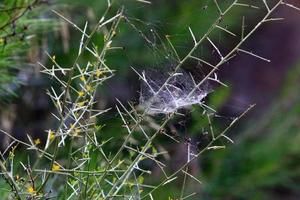 On the branches and leaves of trees spider webs of thin threads. photo