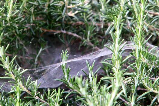 On the branches and leaves of trees spider webs of thin threads. photo