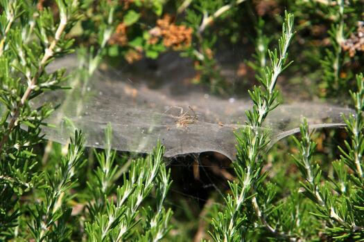 On the branches and leaves of trees spider webs of thin threads. photo