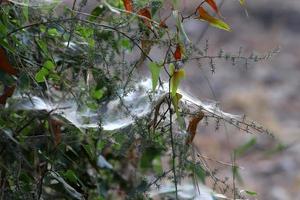 On the branches and leaves of trees spider webs of thin threads. photo