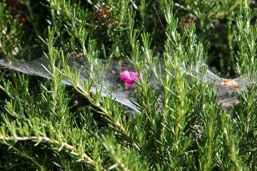 On the branches and leaves of trees spider webs of thin threads. photo