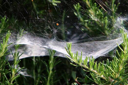 On the branches and leaves of trees spider webs of thin threads. photo