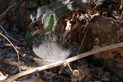 On the branches and leaves of trees spider webs of thin threads. photo
