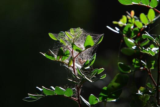 On the branches and leaves of trees spider webs of thin threads. photo