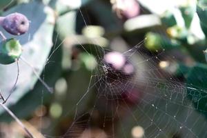 On the branches and leaves of trees spider webs of thin threads. photo