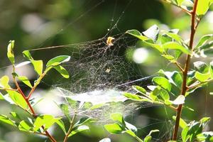 On the branches and leaves of trees spider webs of thin threads. photo