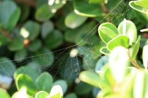 On the branches and leaves of trees spider webs of thin threads. photo