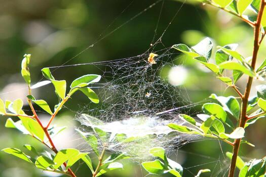 On the branches and leaves of trees spider webs of thin threads. photo