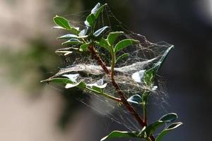 On the branches and leaves of trees spider webs of thin threads. photo