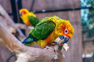 Conures perched on a branch photo