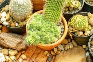 Cactus on sandy soil photo