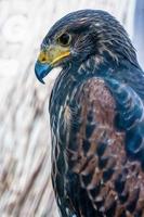 The hawk is a popular pet in Thailand. photo