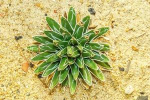 Cactus on sandy soil photo