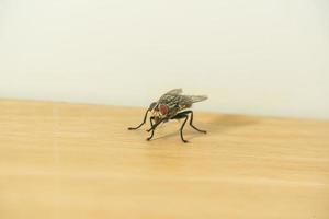 Flies on the wooden floor photo