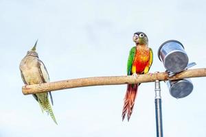 Parrot perched on a branch photo