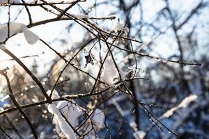 frozen twigs closeup illuminated by setting sun photo