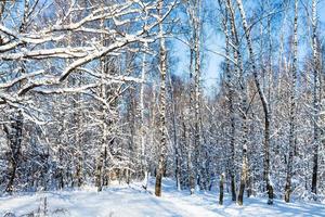 snow-covered birch grove in forest in sunny day photo
