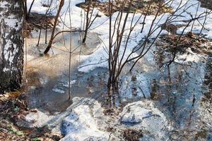 arbusto en charco de nieve derretida foto