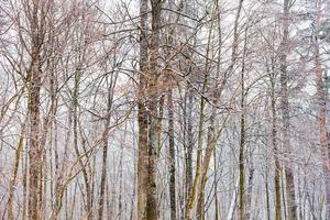 bare tree trunks in forest in winter photo