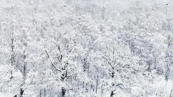 panoramic view of snow covered oak grove in forest photo