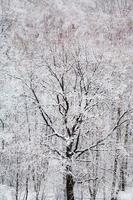 black oak tree in white snow forest in winter photo