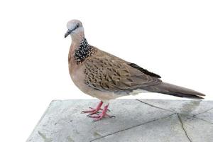 Pigeon on broken concrete floor photo