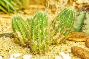 Cactus on sandy soil photo