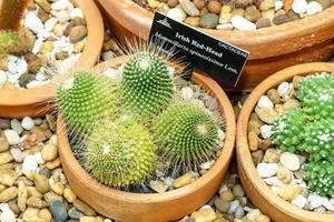 Cactus on sandy soil photo