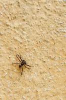 Spider on wall photo