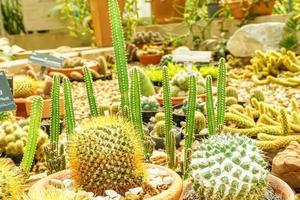 Cactus on sandy soil photo