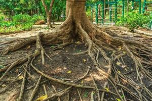 las raíces de grandes árboles sobre un fondo natural. foto