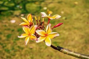 Plumeria flowers are so beautiful that popular in Thailand. photo