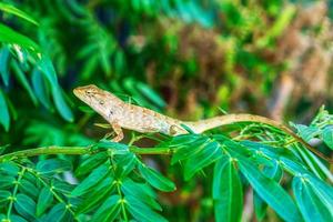 Chameleon on the tree photo