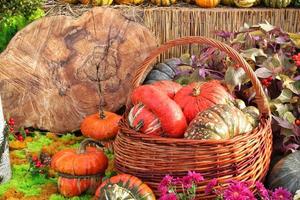 Colourful organic pumpkin in rattan basket on agricultural fair. Harvesting autumn time concept. Garden fall natural plant. Thanksgiving halloween decor. Festive farm rural background. Vegan food. photo