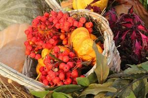 Colourful organic pumpkin and red rowan in rattan basket on agricultural fair. Harvesting autumn time concept. Garden fall natural plant. Thanksgiving halloween decor. Festive farm rural background. photo